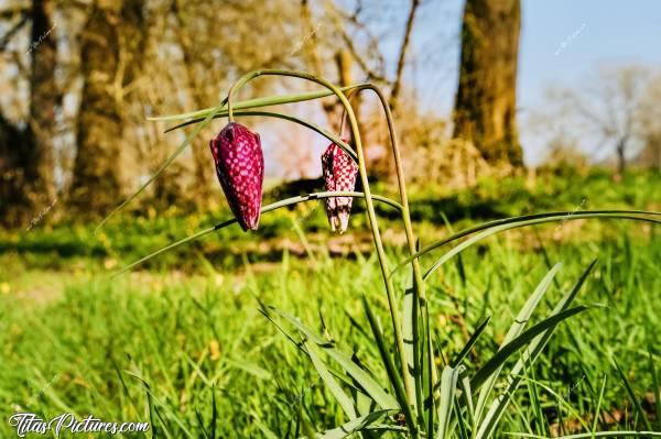 Photo Fritillaires «Damier» : Souvenir de ma Sortie Club photos
du début Printemps. Il faisait très froid 🥶 mais ça valait la peine je trouve 😍🌷🌿c, Fritillaires Damier, fleurs sauvages, prairie, herbes