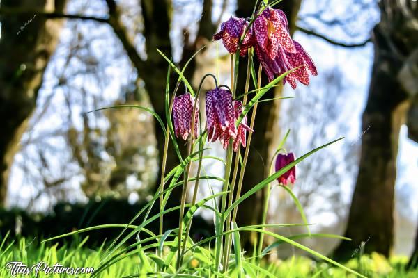 Photo Fritillaires « Damier » : Fritillaires «Damier» aussi dites Fritillaires «Pintade». 
Vraiment trop belles ces petites fleurs sauvages 😍🥰c, fritillaires, fleurs sauvages, campagne