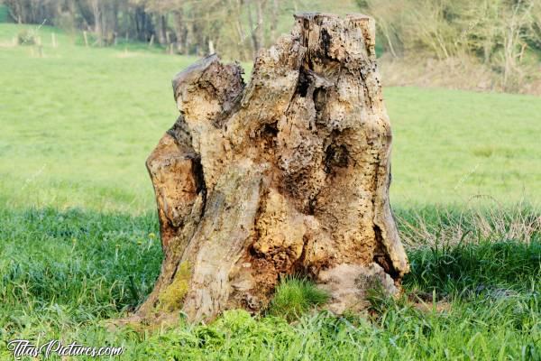 Photo Vieille Souche : Vieille souche d’arbre laissée à la merci des insectes et des pics...😍c, Vieille souche, campagne, Vendée