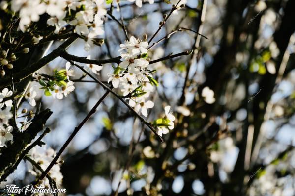 Photo Arbre en fleurs : Arbre en fleurs dans la Campagne vendéenne..c, Arbre en fleurs, campagne vendéenne, fleurs blanches