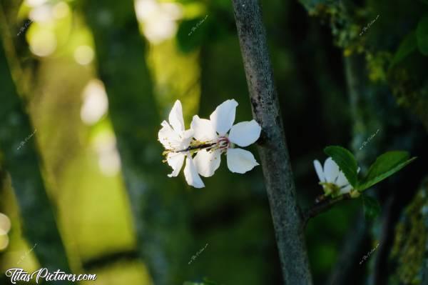 Photo Petites fleurs blanches : Zoom sur ces petites fleurs blanches qui remplissent la campagne vendéenne en ce moment. 
J’adore 😍🥰c, Fleurs blanches, arbre en fleurs, campagne