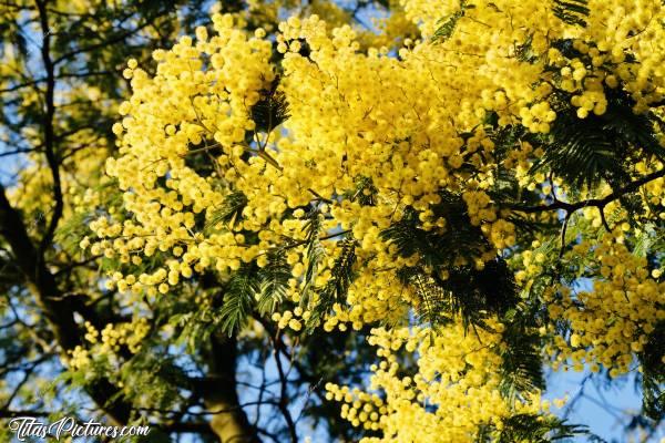 Photo Mimosa : J’adore les Mimosas 😍
Vraiment trop beaux tous ces petits Ponpons jaunes 😍🥰c, Mimosa