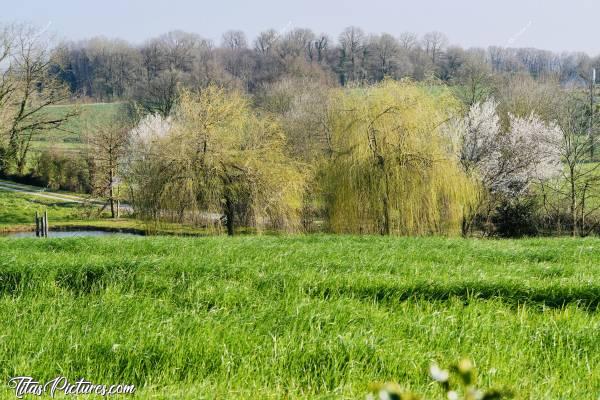 Photo La Campagne : Belle petite randonnée en campagne vendéenne.. 😍😎
Saules pleureurs commençant à bourgeonner et arbres en fleurs 😍🥰c, Campagne, Vendée, saules pleureurs, arbres en fleurs
