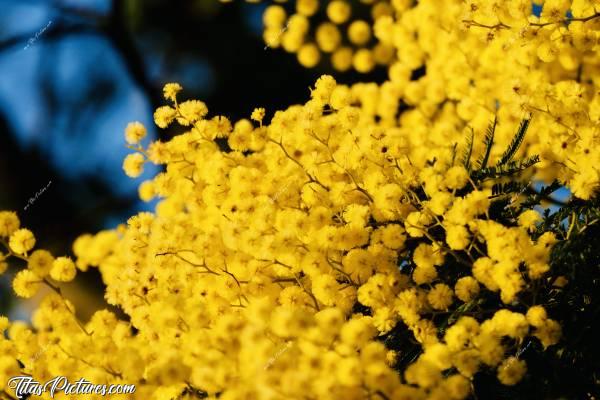 Photo Mimosa : Gros plan sur ces petits Ponpons jaunes que j’adore, un soir, devant un magnifique coucher de soleil qui leur donne cette couleur particulière... 😍🥰c, Mimosa, arbre