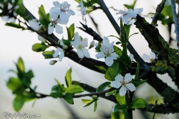 Photo Arbre en fleurs : C’est le Printemps 🥳
On peut voir pleins de fleurs blanches dans les arbres de la campagne vendéenne 😍🥰
Je suis pas sure de savoir ce que c’est comme arbre par contre.. 😅☺️ Je dirais un Cerisier sauvage ..? Quelqu’un peut confirmer svp ? 😅c, Arbre en fleurs, campagne, Vendée