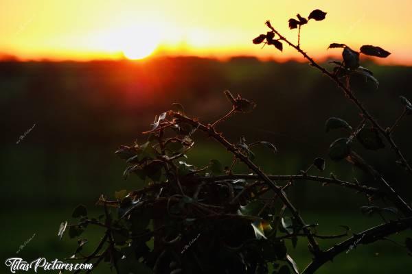 Photo Coucher de soleil : Coucher de soleil sur des Ronces. 
Ça change des jolies fleurs 🤣😍c, Coucher de soleil, ronces, campagne, Vendée