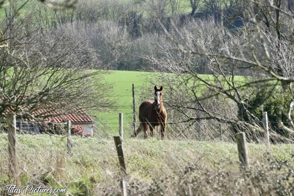 Photo Cheval au Pré : Lors d’une randonnée dans la Campagne du Boupère, j’ai vu 2 beaux chevaux au loin. Je pouvais pas m’en rapprocher plus malheureusement. Mais pas trop mal ma photo je trouve.. 🤔😊
Qu’en pensez-vous ?c, Cheval, campagne, champ