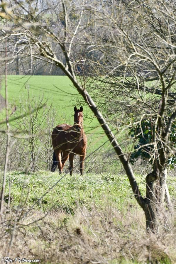 Photo Cheval au Pré : Lors d’une randonnée dans la Campagne du Boupère, j’ai vu 2 beaux chevaux au loin. Je pouvais pas m’en rapprocher plus malheureusement. Mais pas trop mal ma photo je trouve.. 🤔😍
Qu’en pensez-vous ?c, Cheval, champ, clôture, pré