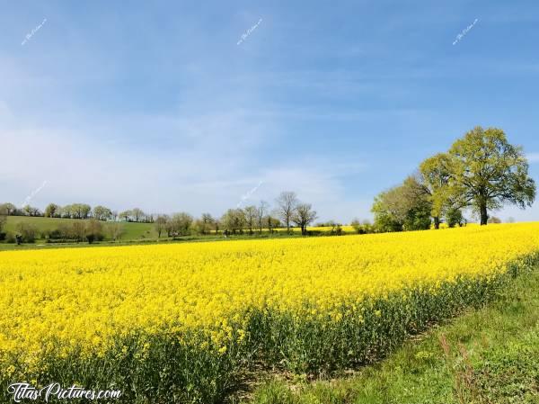 Photo Champ de Colza : Pleins de Champs de Colza en fleurs en ce moment dans la Campagne vendéenne. C’est trop beau je trouve 😍c, Champ, Colza, campagne vendéenne