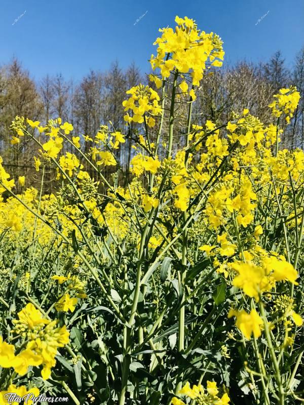 Photo Fleurs de Colza : Gros plan sur un plant  de Colza.. 
Quelle couleur vivifiante je trouve 🤗Ça me donne le sourire ce beau jaune, pas vous ?😍😎c, Fleurs de Colza, champ, plant de Colza