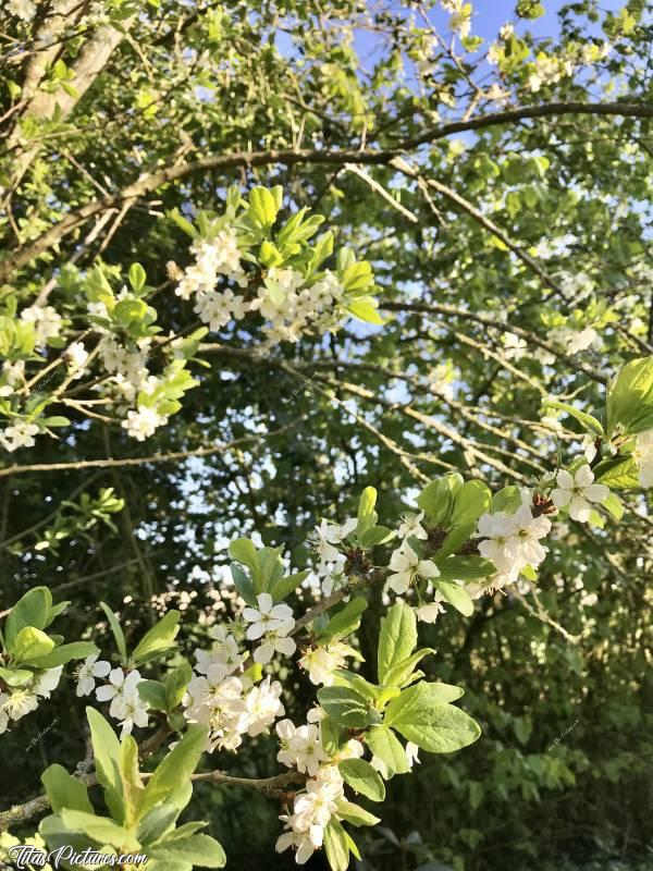 Photo Fleurs de Mirabelles : Belles Fleurs de Mirabelles dans mon jardin 😍c, Fleurs de Mirabelles, mirabelles, fruitier