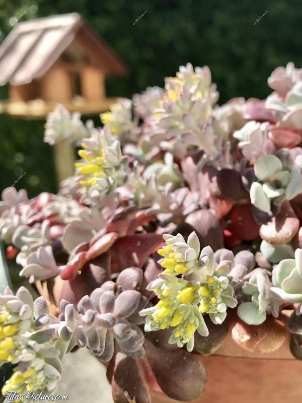 Photo Plante grasse 🪴 : Une de mes plantes grasse préférée 😍🥰 Elle a de belles couleurs actuellement et les fleurs arrivent 🤗
Quelqu’un aurait son nom par hasard ? Ça ressemble beaucoup aux Crassulas, mais je ne la retrouve pas sur le Net.. 😕c, Plante grasse, fleurs jaunes, feuilles grises, feuilles prunes