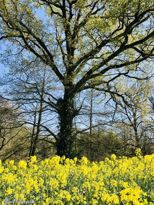 Photo Champ de Colza : C’est le Printemps 🥳😍
Les arbres commencent à bien bourgeonner et les champs de colza sont en fleurs. Vive les belles couleurs du Printemps 🤗😍😎c, Champ, colza, Chêne