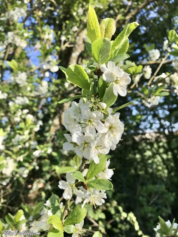 Photo Fleurs de Mirabelles : Belles Fleurs de Mirabelles dans mon jardin 🪴😍 
Les beaux jours arrivent.. 🤗c, Arbre, fleurs blanches, mirabelles, fruitier