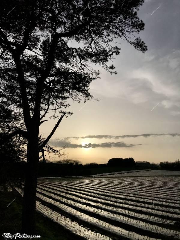 Photo Champ d’échalotes : Beau coucher de soleil sur un Champ d’échalotes nouvellement plantées 😍😎
Qu’est-ce que j’en ai passé des jours dans ce champ quand j’étais jeune 😅 A faire quoi ? Ramasser des Pommes de Terre,  planter, arracher et ramasser des échalotes, mettre des choux fleurs en cageots, emmener les Vaches au champ et les rentrer le soir.. 
Le quotidien des agriculteurs .. 😉😊

Petite Histoire concernant cet endroit.. Je me suis faite chargée et piétinée par une vache de 650/700kg à une vingtaine de mètres de ce Pin, quand j’avais 8 ans 😰😅 Mais j’en suis sortie indemne grâce à ma chienne 😍 La Vache ne m’a piétinée qu’une seule fois. J’ai eu beaucoup de bleus, je me suis fait Pipi dessus, mais rien de cassé 😅c, Champ, échalotes, coucher de soleil, pin, bâches plastiques, rangées d’échalotes