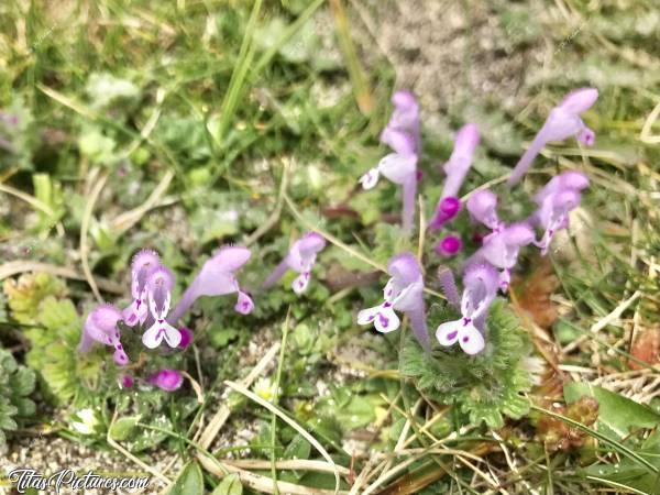 Photo Petites Fleurs 🌺 : Jolies petites fleurs trouvées en bord de mer sur les Dunes de Porsmeur dans le Finistère Nord. 
Trop mimies tellement elles sont petites 😍🥰c, Petites fleurs, dune, fleurs sauvages