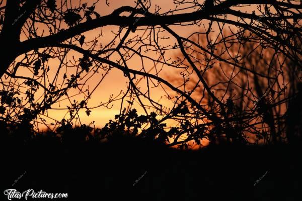 Photo Lever du jour : Lever du jour sur la campagne vendéenne en Ombres Chinoises sur les branches d’un petit chêne 😍🥰c, Lever du jour, campagne, Vendée, branches, chêne