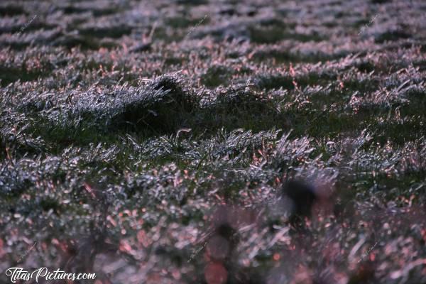 Photo Herbe gelée 🥶😍 : Beaux reflets du soleil levant sur l’Herbe gelée 🥶😍 Un tapis de gel étincelant de couleur rosâtre.. 😍🥰c, Herbe gelée, champ