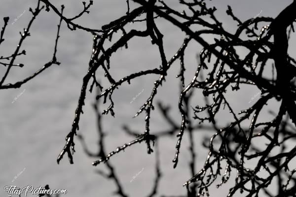 Photo Branches givrées 🥶 : Branches givrées. Photo prise lors du grand froid des 11 et 12 février 2021. C’était vraiment magnifique à voir .. On aurait dit que les branches étaient recouvertes d’argent qui brillait avec le soleil 😍🥰 Malheureusement, le rendu photo n’est pas le même qu’en Live.. 😢c, Branches givrées