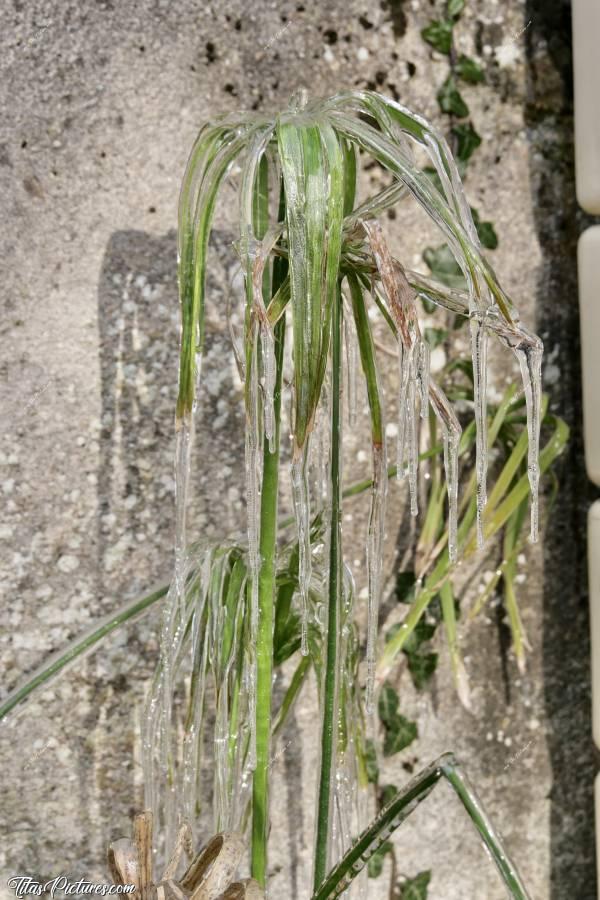 Photo Papyrus givré 🥶 : Mon pauvre Papyrus 😰😅
Photo prise lors du grand froid des 11 et 12 février 2021.c, Papyrus, gel, pluie verglaçante