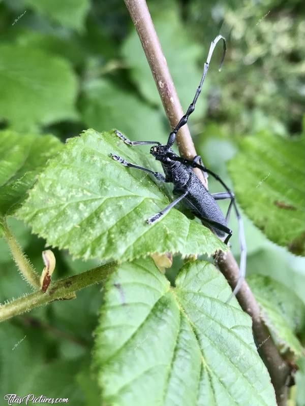 Photo Grand Capricorne : Quel beau Capricorne 😍 Je l’ai découvert le 22 mai dans mon jardin, en tondant la pelouse. Il s’agit de feuilles de noisetier. Le corps mesure environ 4cm de long. Impressionnant 😅😍 Jamais vu auparavant !c, Capricorne, Insecte, Vendée, Noisetier