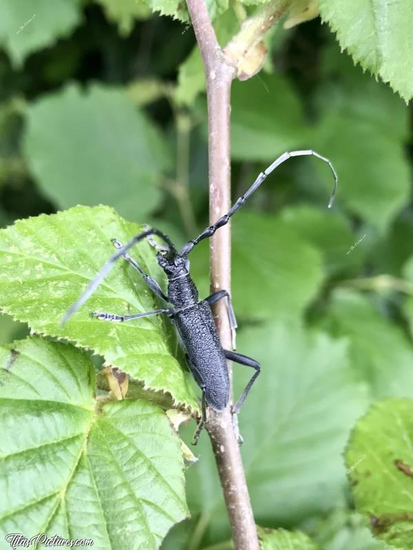 Photo Grand Capricorne : Quel beau Capricorne 😍 Je l’ai découvert le 22 mai dans mon jardin, en tondant la pelouse. Il s’agit de feuilles de noisetier. Le corps mesure environ 4cm de long. Impressionnant 😅😍 Jamais vu auparavant !c, Capricorne, Insecte, Vendée, Noisetier