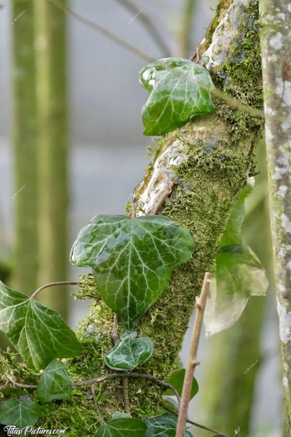 Photo Lierre glacé : Gros plan sur du Lierre glacé durant l’épisode de pluies verglaçantes de Février 2021 🥶😍c, Lierre, Noisetier, glace