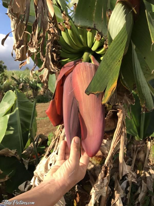 Photo Fleur de Bananier : Fleur de Bananierc, La Réunion, Fleur de Bananier, Banane