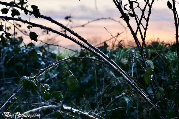 Photo Ronces Givrées : Je l’aime beaucoup cette photo🥰
C’est pour vous rafraîchir un peu en cette journée de fortes chaleurs annoncées 😅🥵c, Ronces givrées, coucher de soleil, pluies verglaçantes