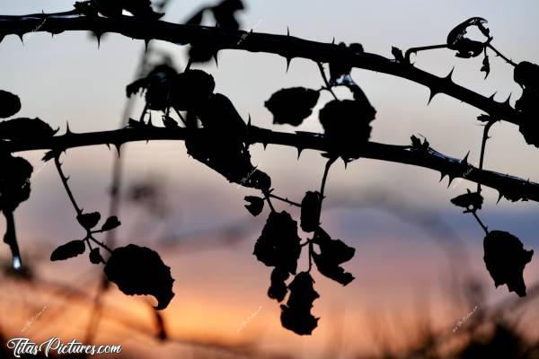 Photo Coucher de soleil : Coucher de soleil soleil sur des ronces.. 😍🥰c, Coucher de soleil, Ronces, Campagne