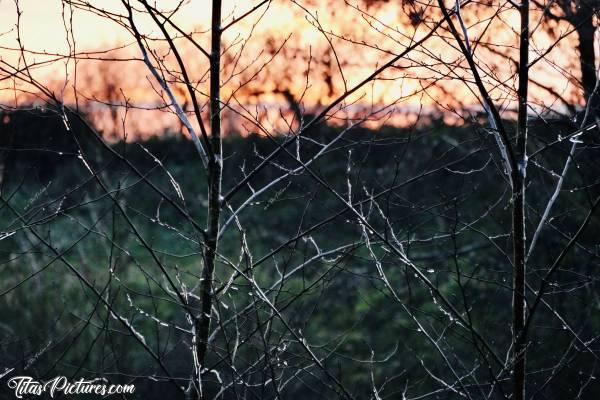 Photo Coucher de soleil : Coucher de soleil sur la Campagne du Boupère. Magnifiques couleurs ce soir-là 😍 Les branches étaient encore bien givrées suite aux pluies verglaçantes qu’il y a eu en Février 🥶c, Coucher de soleil, Campagne, Vendée, pluie verglaçante , arbres