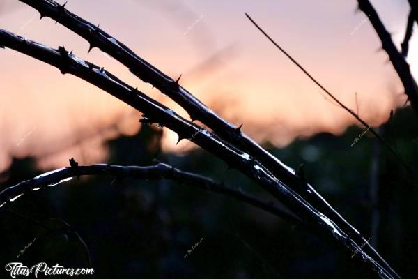 Photo Ronces givrées 🥶 : Petit zoom sur ces ronces givrées 🥶 
Fin de Coucher de soleil en arrière plan. Sympa les couleurs je trouve 😍🥰c, Ronces, gel, coucher de soleil