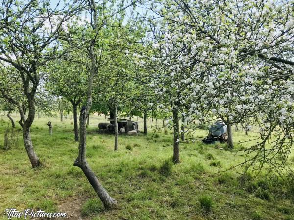 Photo Le Printemps : Début du Printemps dans la Campagne vendéenne. Beau pâturage fleuri pour ces moutons 😍🥰c, Arbres fruitiers, campagne, moutons, champ, tonneau d’eau