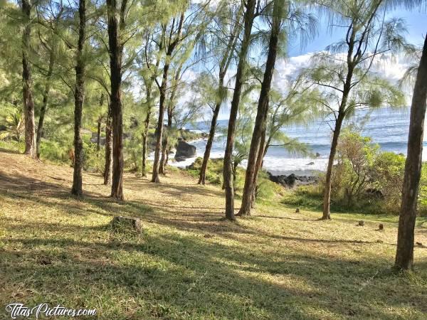 Photo Sud de l’Île : Sud de l’Île. Plage de Grande Anse avec pleins d’arbres Filao.c, La Réunion, Mer, Filao