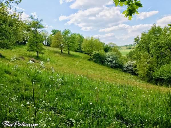 Photo Prairie Bio : Belle prairie bio pleine de fleurs sauvages dans la Campagne vendéenne 😍 🌺🌼🌾🌸c, Prairie sans pesticides, Campagne, Vendée