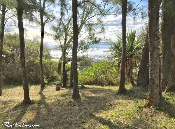 Photo Sud de l’Île : Sud de l’Île. Plage de Grande Anse avec pleins d’arbres Filao.c, La Réunion, Mer, Filao