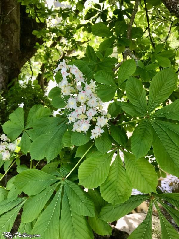 Photo Marronnier en fleurs : Que c’est beau les fleurs d’un Marronnier. J’adore 😍🥰c, Marronnier en fleurs