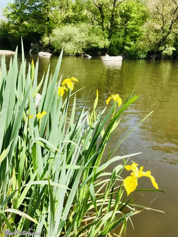 Photo Iris sauvages : Beaux Iris sauvages en bord de Sèvre Nantaise au parc de la Barbinière, à St-Laurent-sur-Sèvres.c, Iris sauvages, Sèvre Nantaise, Parc de la Barbinière, St-Laurent-sur-Sèvres