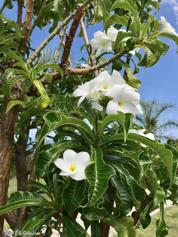 Photo La Flore Réunionnaise : La Flore Réunionnaise. Fleurs de frangipanier.c, La Réunion, Fleurs