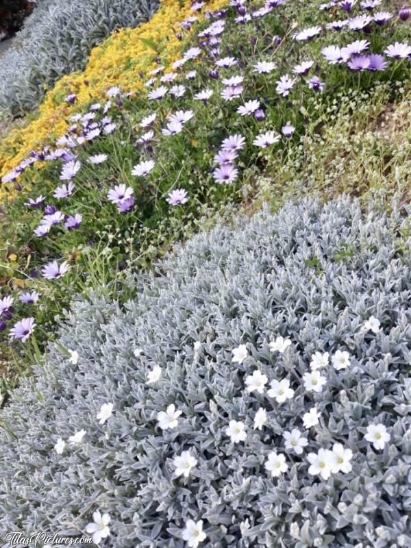 Photo Parterre de fleurs : Il y’a quelques temps, j’ai donné quelques boutures de fleurs de mon jardin à une amie. Et voici le résultat: un très beau parterre de fleurs 😍
Elles se plaisent mieux chez elle que chez moi par contre 😅😭c, Parterre de fleurs, butte de terre, jardin