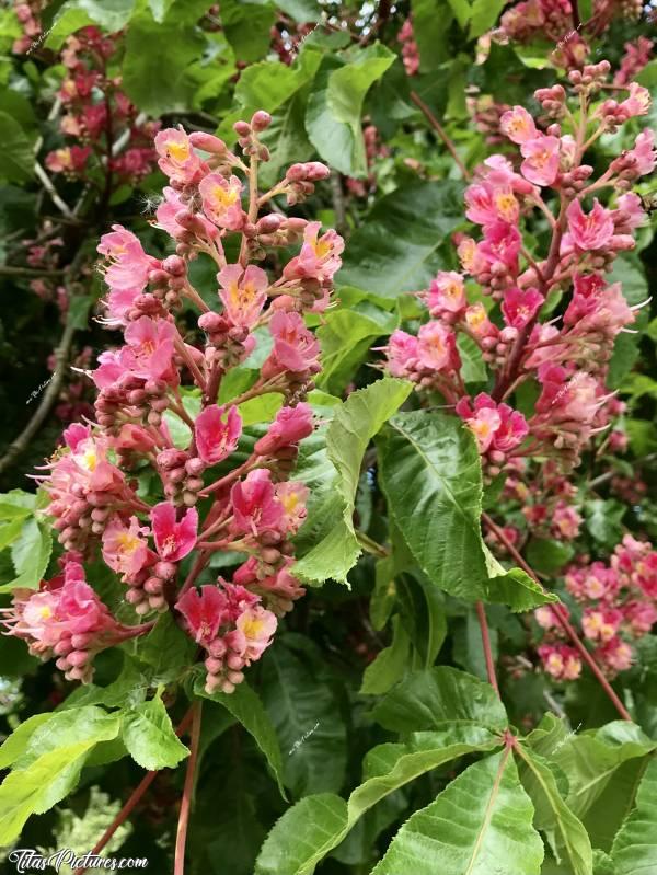Photo Arbre fleuri : Bel arbre fleuri à la Roche-sur-Yon dans le 85. Aucune idée de son nom. Ça ressemble un peu à un marronnier. Quelqu’un saurait me dire ce que c’est?c, Arbre fleuri, fleurs roses