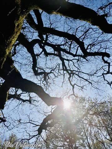 Photo Vieux Chêne : Beau Jeu de Lumières au travers des branches tentaculeuses d’un vieux chêne. C’était au début du Printemps, avant que les feuilles apparaissent. Photo prise par une amie et retouchée par moi-même.c, Vieux Chêne, branches, arbre