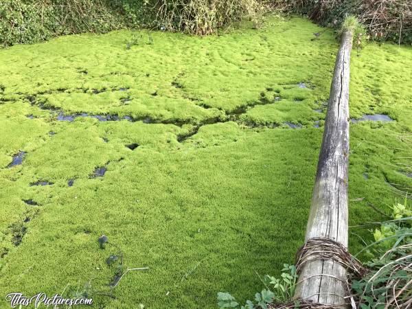 Photo Source naturelle : Je passe ou je passe pas? Euh, un peu risqué je pense 😅 On dirait pas, mais c’est très profond dessous cette verdure de surface..😰
Les traces, que l’on voit à la surface, ont été faites par un rat musqué qui a élu domicile dans ce petit trou d’eau de source naturelle. Le vert, est une sorte de mousse bien épaisse qui a envahit la surface de l’eau.c, Source naturelle, Plougar, Tronjoly