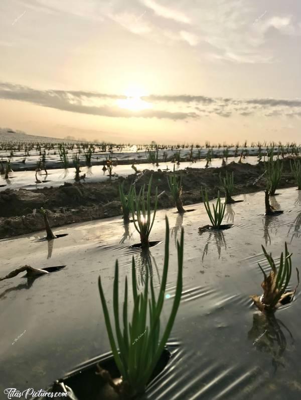 Photo Échalotes : Coucher de Soleil sur des échalotes qui commençaient à germer en début de Printemps. J’adore 🥰c, Échalotes, Finistère, Plougar