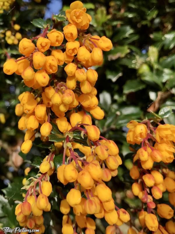 Photo Berberis Linearifolia «Orange King » : Berberis Linearifolia «Orange King ». Bel arbuste fleuri, avec de jolies petites fleurs orangées, dans le jardin de mon père. J’adore 😍🥰c, Berberis Linearifolia «Orange King », arbustes, petites fleurs orangées