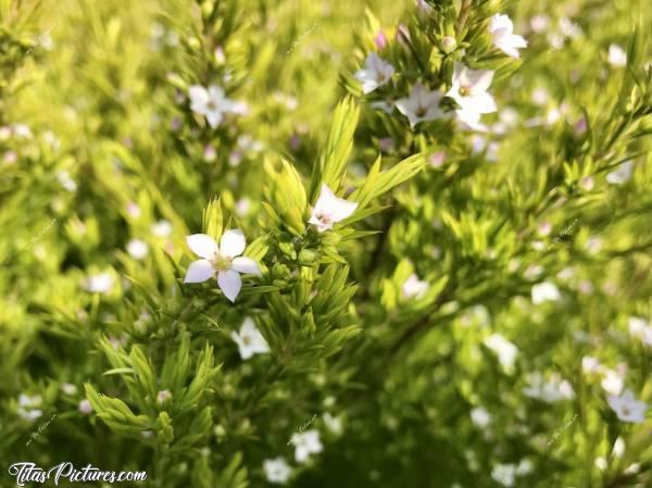 Photo Buisson fleuri : Joli buisson fleuri à la lumière d’un beau coucher de soleil. Désolée, je ne connais pas le nom 😬c, Buisson fleuri, petites fleurs blanches