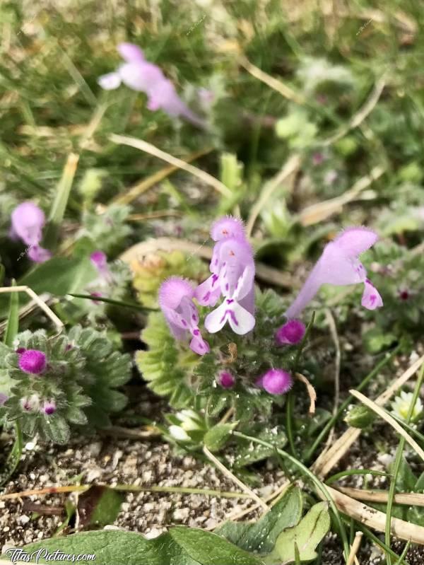 Photo Petites fleurs sauvages : Belles petites fleurs sauvages sur les dunes, en bord de mer, dans le Finistère Nord. On dirait des mini orchidées. J’adore 😍🥰c, Finistère, Fleurs sauvages, Dune