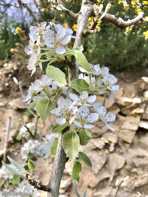 Photo Arbre fruitier : Belles fleurs blanches dans ce fruitier, au début du Printemps 😍
Pommier ou Poirier ? 🤔
Oops, je sais plus encore 😅☺️c, Arbre fruitier, arbre fleuri, fleurs blanches