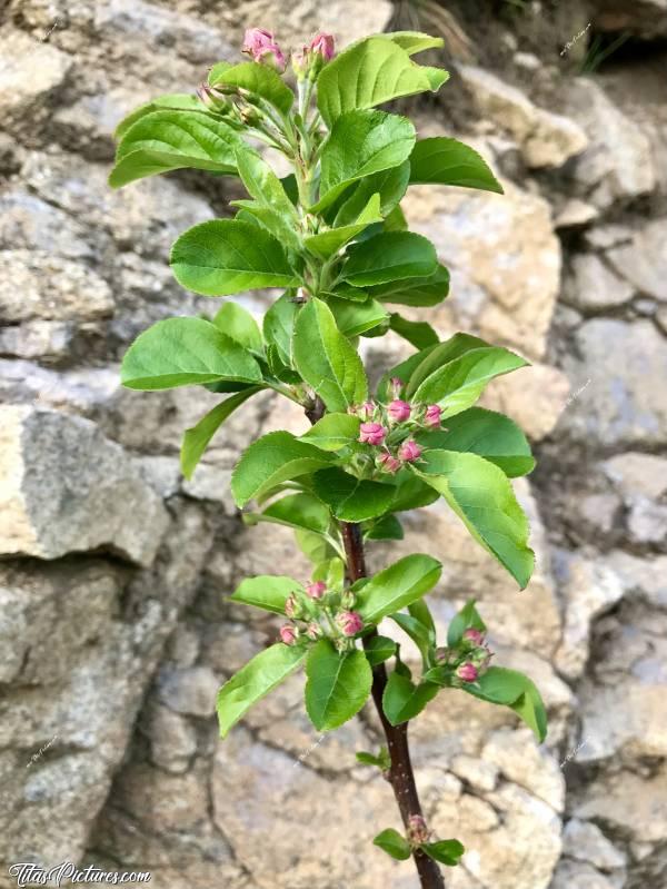 Photo Arbre fruitier : Arbre fruitier bourgeonnant, au début du Printemps. Je me rappelle plus ce que c’est par contre 😅😬
Je crois que c’est un poirier, mais à confirmer.. 😅
En fait j’ai eu la réponse par mon Père. Il s’agit d’un Pommier fleurs qui donne beaucoup de fleurs pour attirer les abeilles et des petites pommes rouges consommées par les oiseaux au mois de décembre.c, Arbre fruitier, Printemps, Bourgeons roses