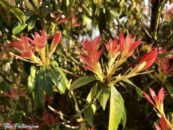 Photo Arbuste Flamboyant : Bel Arbuste aux couleurs flamboyantes dans le Jardin de mon Père 😍🥰 Je ne connais pas son nom par contre 😅☺️c, Arbuste Flamboyant